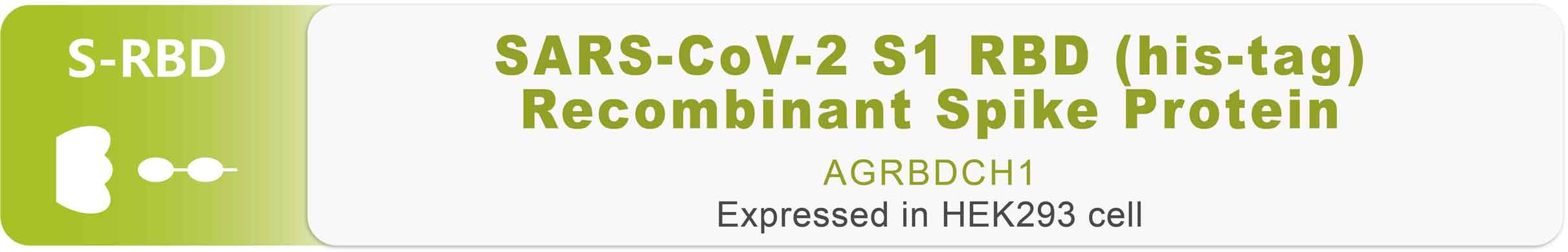 COVID-19 (SARS-CoV-2) Spike RDB-His Recombinant Protein